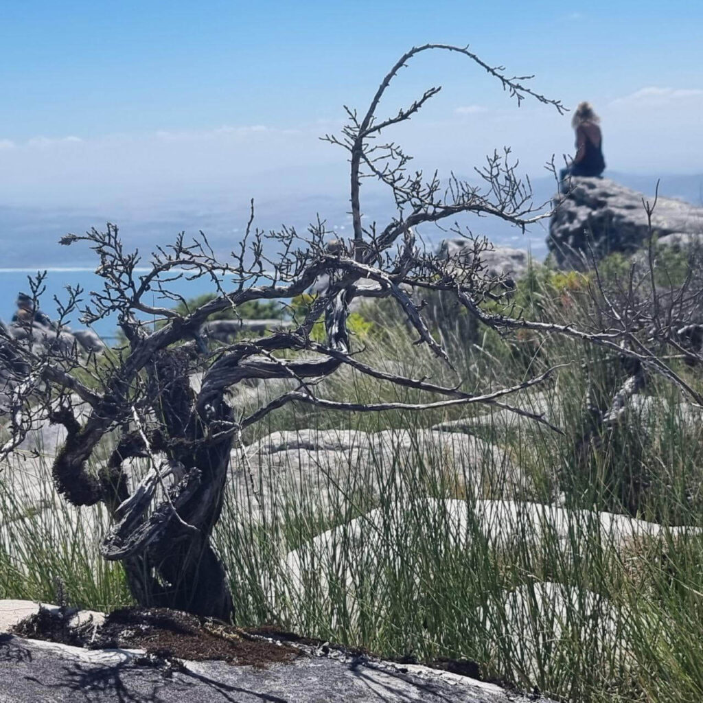 Table Mountain National Park